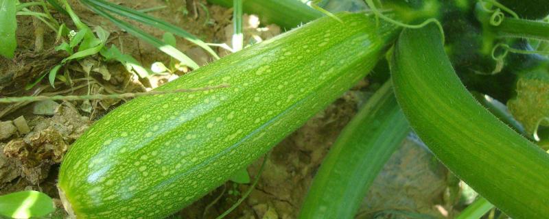 西葫蘆最怕的農(nóng)藥是什么？西葫蘆怕高溫、霜凍嗎？